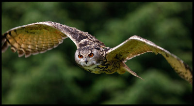 Eagle Owl - Scotland (controlled conditions)