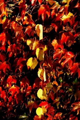 DSC_2596_edited-1.jpg