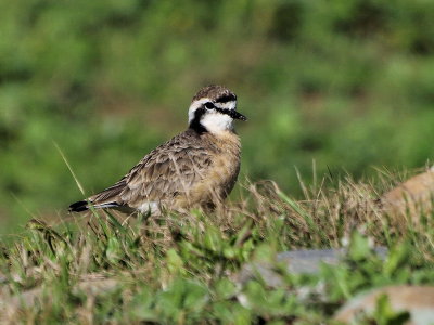 800plover20P7112893.jpg