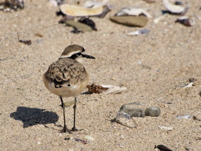 800plover21cP7112897.jpg