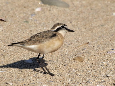 800plover22cP7112903.jpg