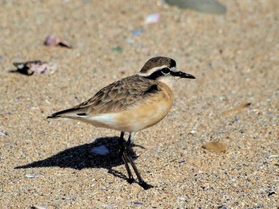 800plover27bP7112909.jpg