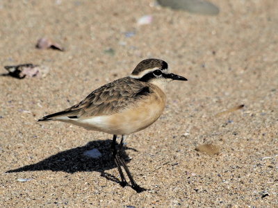 800plover29bP7112910.jpg