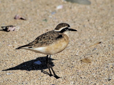 800plover30bP7112911.jpg