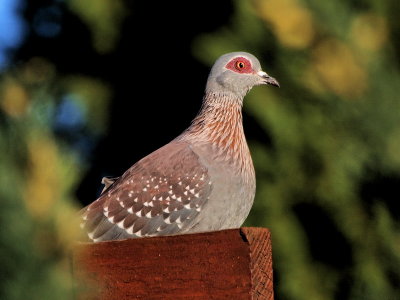 800spP7190309.jpg