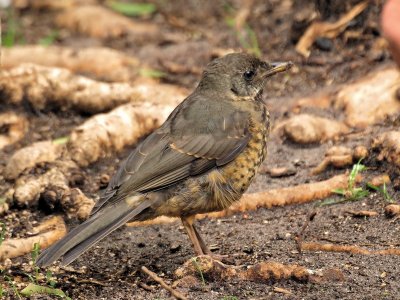 800thrush 5a PA126136.jpg