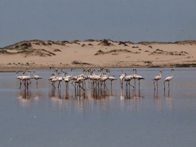 1800flamingo31aPA242320.jpg