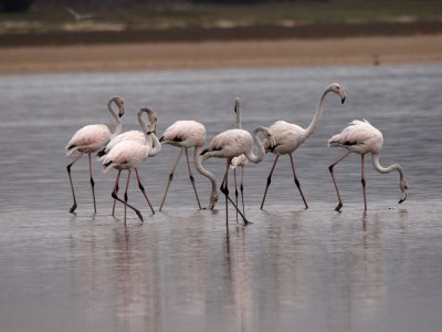 800flamingo11PA242292.jpg