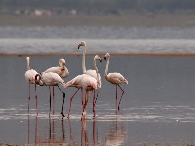 800flamingo13PA242295.jpg