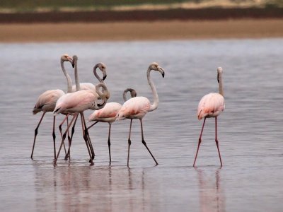 800flamingo6PA242288.jpg