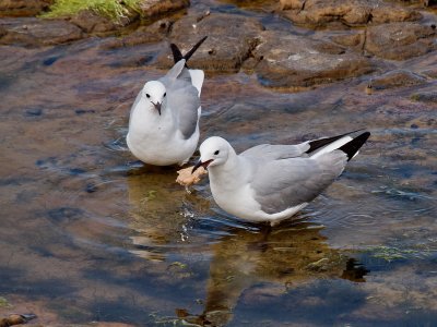 800gull4PA253032.jpg