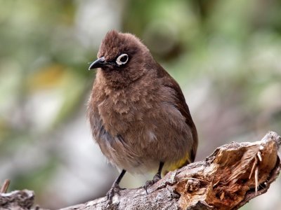 800bulbul1PA242364.jpg