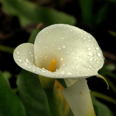750lilly5bP7072153.jpg