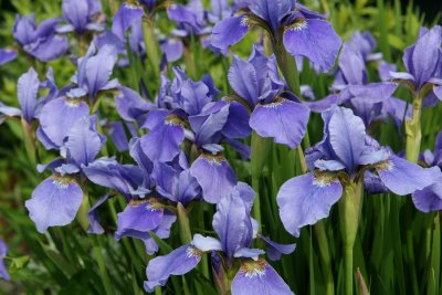 Irises