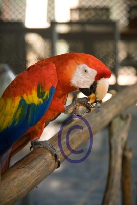 macaw177