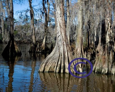 Tchefuncte River cypress 113