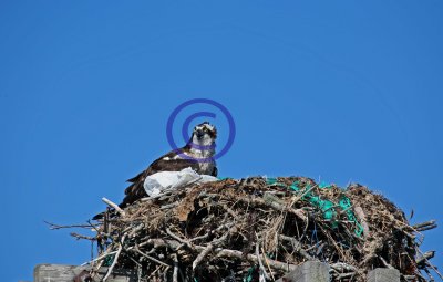 Osprey on nest 95