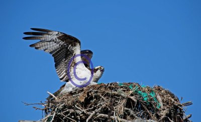 Osprey and nest 96