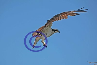 Osprey in flight 102