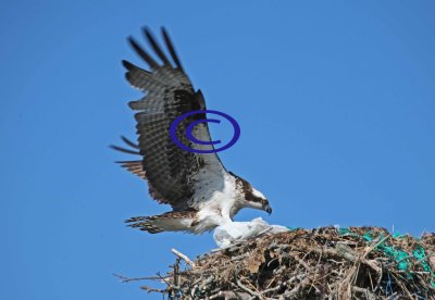 Osprey 103 landing on nest