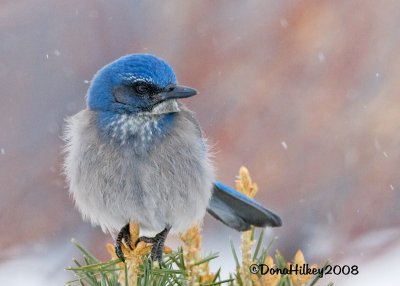 Western Scrub-Jay