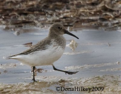 Dunlin--3688-29oct2009-RBlake.jpg