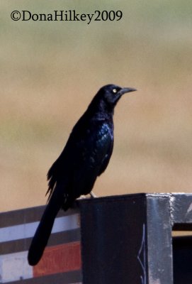 Grackle02nov2009yard.jpg