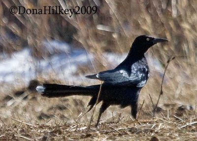 LTGrackle3741-02nov2009-Yard.jpg