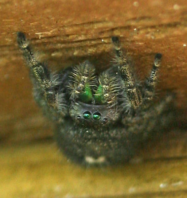 Bold Jumping Spider, Phidippus audax