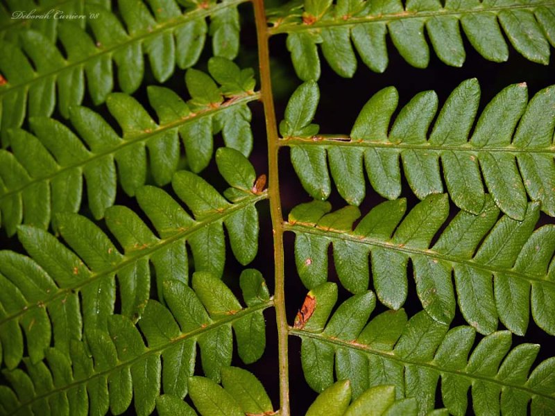 Fern lost a digit.
