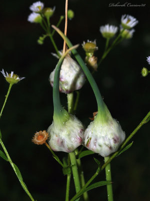 Pods