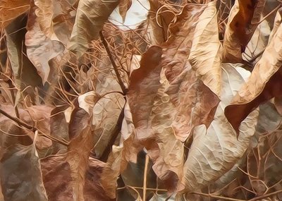 Dead Leaves