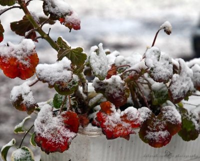 First snow of 2010 season