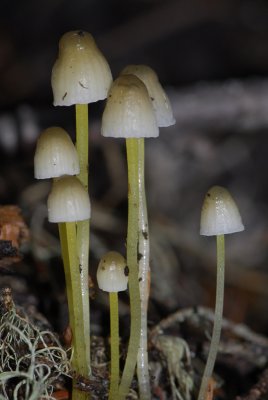 Mycena