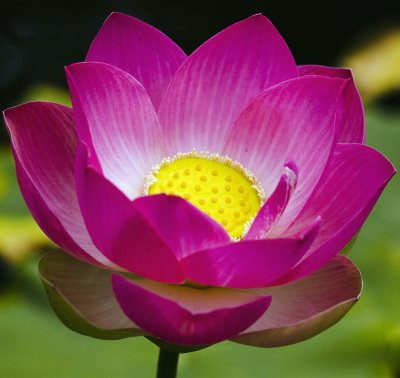 Lotus