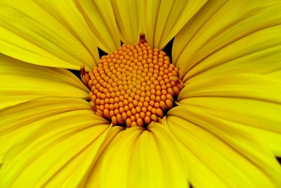 Mexican Sunflower