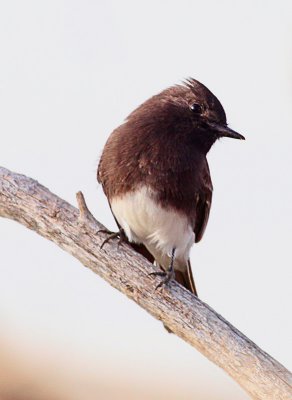 Black Phoebe