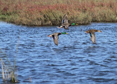 Mallards
