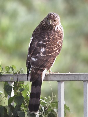 Sharp-shinned Hawk