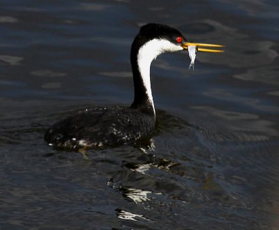 Western Grebe