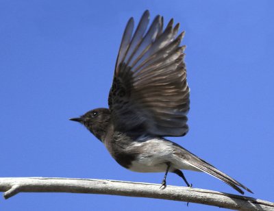 Black Phoebe and Blue Sky