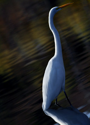 Great Egret