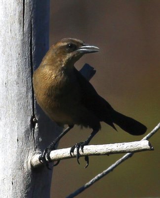 Brown-headed Cowbird