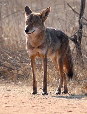 Coyote