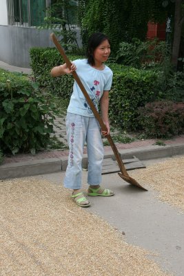 Drying Wheat in Hu Xian Farmers' Village