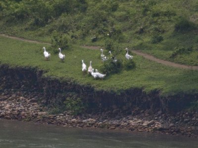 Domestic Geese on  Li River