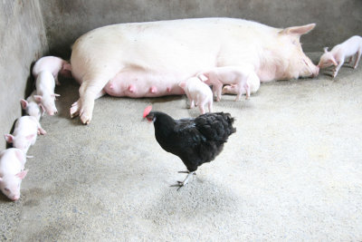 Sow and pigletts in home basement