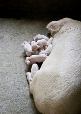 Sow and pigletts in home basement