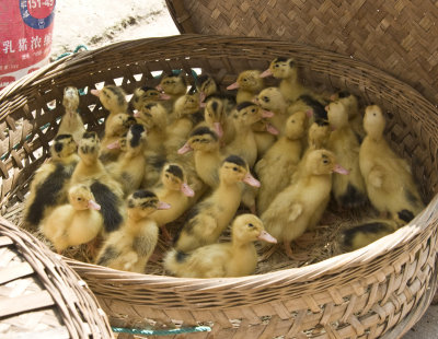 Basket of Ducklings going to Market