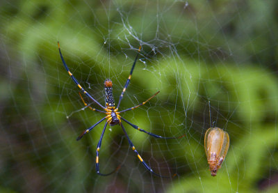 Lamma Island's Giant Wood Spider (Nephila maculata)
